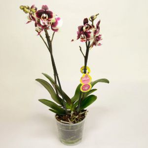 Фаленопсис Блэк Баттерфляй 2 ствола Наименование лат. Phalaenopsis Фаленопсис Блэк Баттерфляй 2 стволаТемпература 25-30°С.Влажность требуют высокой влажностиПолив Обильный Освещение светолюбивыРазмножение СеменамиПодкормка В период ростаПроблемы Исходя из сложившихся природных условий, фаленопсисы в комнатных условиях круглый год нуждаются в теплом и влажном содержании.   Одни из первых орхидей Phalaenopsis (Фаленопсис) были обнаружены на острове Амбон (Молуккские острова) немецким путешественником и натуралистом Георгом Румпфиусом.Название рода происходит от греч. phalaina - ночная бабочка, мотылек, opsis - сходство: цветки по ворме напоминают бабочку.Фаленопсис (Phalaenopsis)  - самое менее неприхотливое из семейства орхиевидных, и для новичка разведение орхидей рекомендуется именно с него.Перед покупкой внимательно осмотрите растение:корешки - должны быть зеленые, серебристые. Хорошо просматриваемые через горшок (в основном он прозрачный), не в коем случае не гнилые (черного цвета, при нажатии - мягкие)листья - зеленые и плотные, без пятенВАЖНО:Пересаживать свежекупленное растение без надобности не стоитНи в коем случае не пересаживайте в обычную землю - Орхидеи растут в субстате (кора сосны)