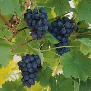 Виноград Боскоп Глори Vitis