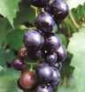 Виноград Боскоп Глори Vitis