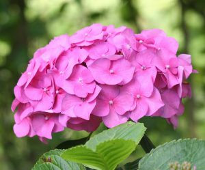 Гортензия, гидрангея Hydrangea 
