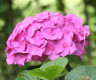 Гортензия, гидрангея Hydrangea 