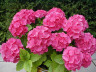 Гортензия, гидрангея Hydrangea 