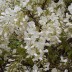 Глициния Wisteria longissima alba - Глициния Wisteria longissima alba