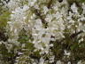Глициния Wisteria longissima alba