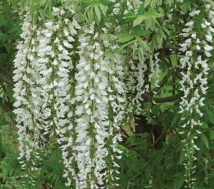 Глициния Wisteria longissima alba
