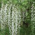 Глициния Wisteria longissima alba - Глициния Wisteria longissima alba