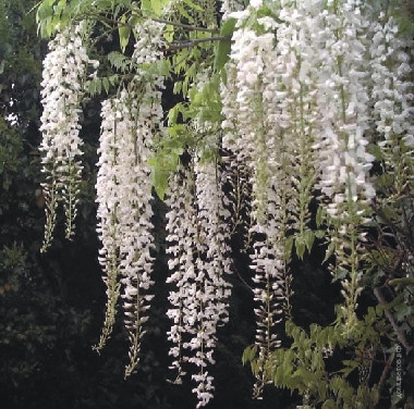 Глициния Wisteria longissima alba