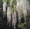 Глициния Wisteria longissima alba