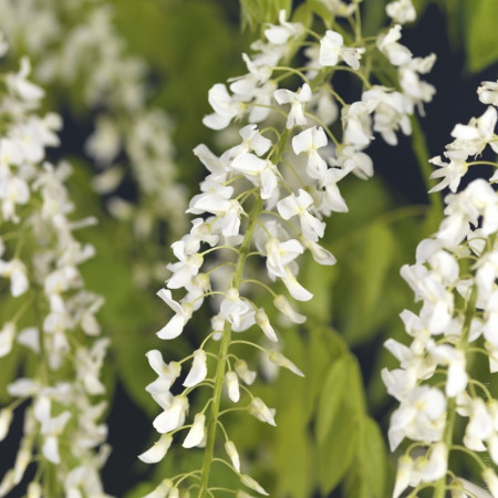 Глициния Wisteria longissima alba