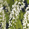 Глициния Wisteria longissima alba