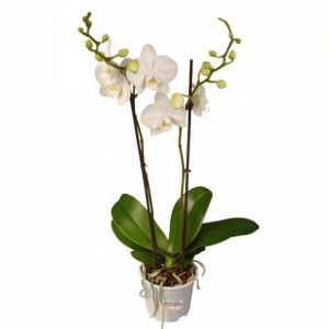 Фаленопсис белый 2 ствола Наименование лат. Phalaenopsis Фаленопсис белый 2 стволаТемпература 25-30°С.Влажность требуют высокой влажностиПолив Обильный Освещение светолюбивыРазмножение СеменамиПодкормка В период ростаПроблемы Исходя из сложившихся природных условий, фаленопсисы в комнатных условиях круглый год нуждаются в теплом и влажном содержании.   Одни из первых орхидей Phalaenopsis (Фаленопсис) были обнаружены на острове Амбон (Молуккские острова) немецким путешественником и натуралистом Георгом Румпфиусом.Название рода происходит от греч. phalaina - ночная бабочка, мотылек, opsis - сходство: цветки по ворме напоминают бабочку.Фаленопсис (Phalaenopsis)  - самое менее неприхотливое из семейства орхиевидных, и для новичка разведение орхидей рекомендуется именно с него.Перед покупкой внимательно осмотрите растение:корешки - должны быть зеленые, серебристые. Хорошо просматриваемые через горшок (в основном он прозрачный), не в коем случае не гнилые (черного цвета, при нажатии - мягкие)листья - зеленые и плотные, без пятенВАЖНО:Пересаживать свежекупленное растение без надобности не стоитНи в коем случае не пересаживайте в обычную землю - Орхидеи растут в субстате (кора сосны)