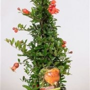 Гранат комнатный Punica granatum