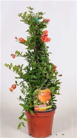 Гранат комнатный Punica granatum
