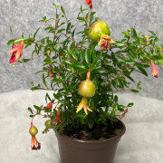 Гранат комнатный Punica granatum