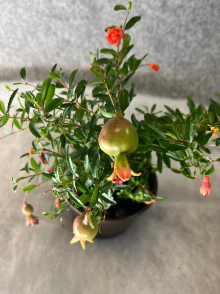 Гранат комнатный Punica granatum