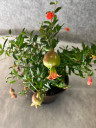 Гранат комнатный Punica granatum