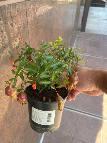Гранат комнатный Punica granatum