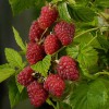 Малина Моллинг Промис Rubus idaeus 'Malling Promise'
