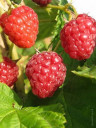 Малина Моллинг Промис Rubus idaeus 'Malling Promise'