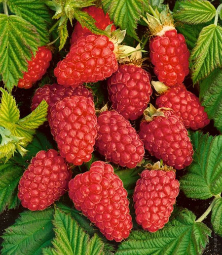 Малина Моллинг Промис Rubus idaeus 'Malling Promise'