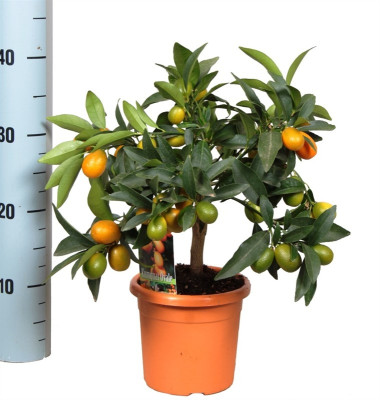 Цитрофортунелла Кумкват