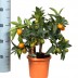 Цитрофортунелла Кумкват  - Кумкват  Kumquat