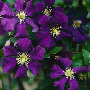 Клематис Жакмана Jackmanii Superba 30см