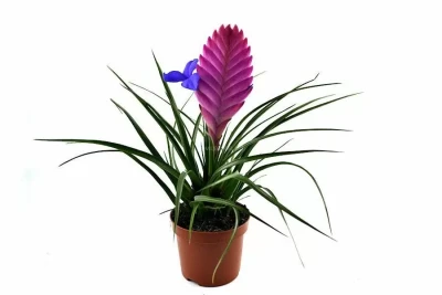 Тиландсия  Анита