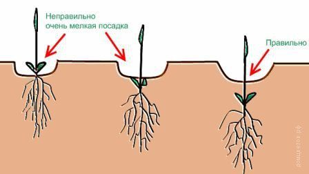 Клематис Пиилу Clematis Piilu 30см