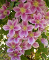 Клематис Пиилу Clematis Piilu 30см