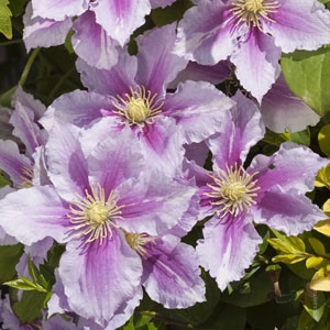 Клематис Пиилу Clematis Piilu 30см