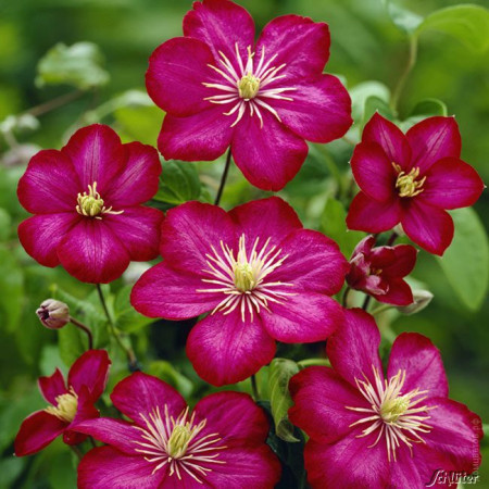 Клематис Вилле Де Лион Clematis Ville de Lyon 30см