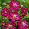 Клематис Вилле Де Лион Clematis Ville de Lyon 30см