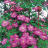 Клематис Вилле Де Лион Clematis Ville de Lyon 30см