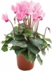 Цикламен Альпи́йская фиа́лка Cyclamen