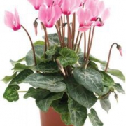 Цикламен Альпи́йская фиа́лка Cyclamen