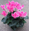 Цикламен Альпи́йская фиа́лка Cyclamen