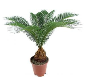 Цикас  Революта