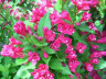 Вейгела гибридная Ред Принс Weigela hybrida Red Prince