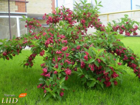 Вейгела гибридная Ред Принс Weigela hybrida Red Prince