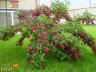 Вейгела гибридная Ред Принс Weigela hybrida Red Prince