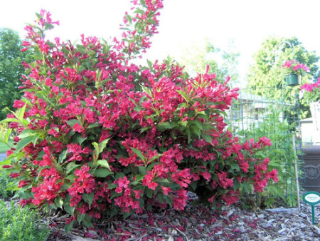 Вейгела гибридная Ред Принс Weigela hybrida Red Prince