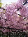  Глициния розовая Wisteria rosea