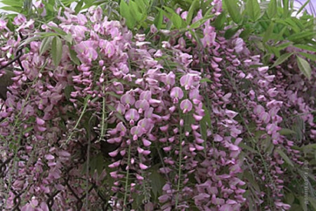  Глициния розовая Wisteria rosea