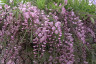  Глициния розовая Wisteria rosea