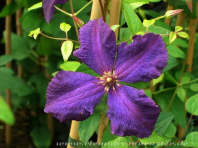 Клематис Polish Spirit 30см