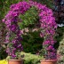 Комнатный цветок Бугенвиллия - Комнатный цветок Бугенвиллия