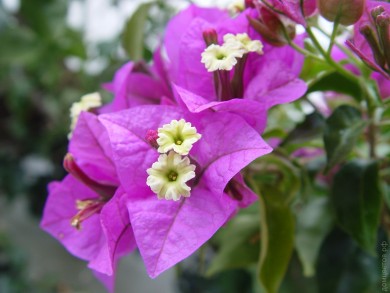 Комнатный цветок Бугенвиллия - Комнатный цветок Бугенвиллия