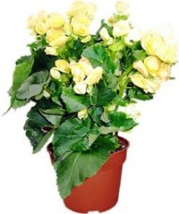 Бегония  Анита Наименование лат. Begonia Grandiflora  Период декоративности Лето, осень  Температура 16 С.  Высота макс., м. 0.6  Влажность высокая  Полив регулярный  Освещение яркое  Размножение делением клубней весной  Подкормка с мая по октябрь раз в неделю  Проблемы неблагоприятна температура выше 20 С   Семейство бегониевые. Родина - тропическая Америка и Азия.   Род многолетних растений семейства бегониевых с листьями разнообразной формы. Бегонии не требуют частых пересадок и подкормок. Летом стоит оберегать их от яркого солнца. Летом следует поливать обильно, зимой умеренно. Различают лиственные, кустовые и клубневые бегонии.   Лиственные бегонии - травянистые растения с красиво окрашенными листьями (от серебристо-белых до красных и почти чёрных), не опадающими при хорошем уходе и зимой (например, бегония рекс). Они не переносят прямых солнечных лучей и летом требуют притенения. Поливают летом обильно, зимой - умеренно. Зимой их нужно содержать при температуре не ниже 12 °С.