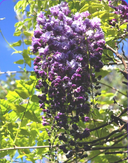 Глициния обильноцветущая Блэк Дракон / Wisteria floribunda